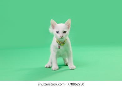 The Tabby Cat On The Green Screen.