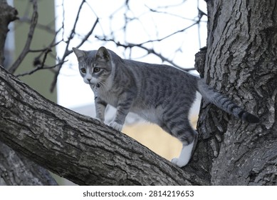 Tabby cat on a tree. Selective focus on the cat.
