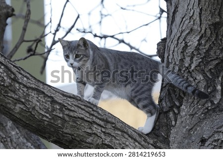 Tabby cat on a tree. Selective focus on the cat.