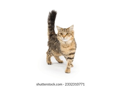 a tabby cat on a white background - Powered by Shutterstock