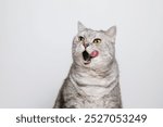 Tabby cat with open mouth and tongue out, beautiful cat lick his lips, white background with copy space