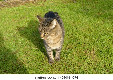 Tabby cat outsde