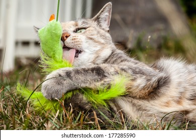 Tabby Cat Outside Holding And Licking A Generic Cat Toy