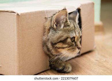 Tabby Cat Peeking Out Of A Cardboard Box