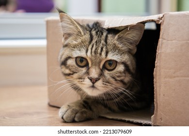 Tabby Cat Peeking Out Of A Cardboard Box