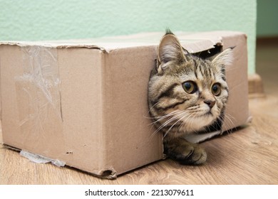 Tabby Cat Peeking Out Of A Cardboard Box