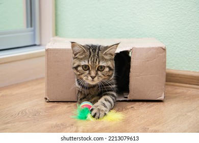 Tabby Cat Peeking Out Of A Cardboard Box