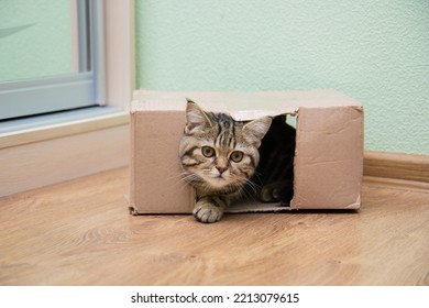 Tabby Cat Peeking Out Of A Cardboard Box