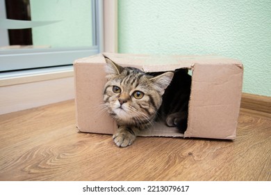 Tabby Cat Peeking Out Of A Cardboard Box