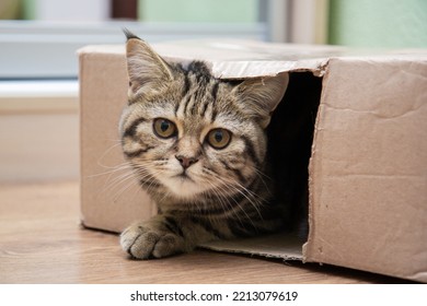 Tabby Cat Peeking Out Of A Cardboard Box