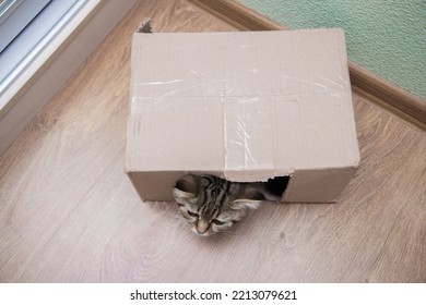 Tabby Cat Peeking Out Of A Cardboard Box