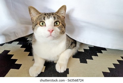 Tabby Cat Peeking From Under A White Bed Skirt