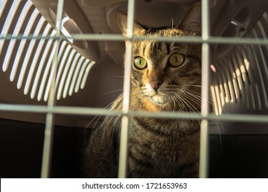 2,203 Cat Behind Bars Images, Stock Photos & Vectors | Shutterstock