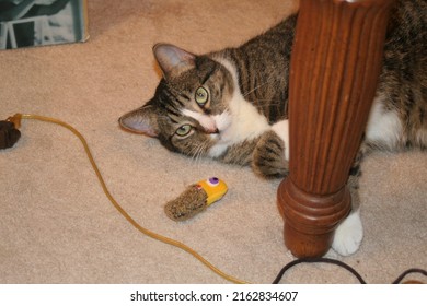 Tabby Cat Playing With A Catnip Toy