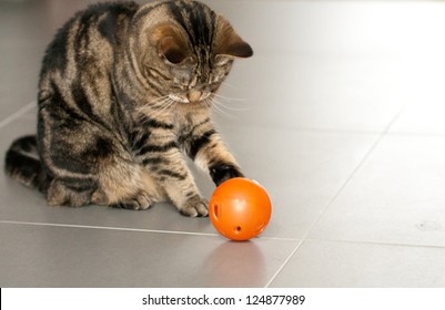 Tabby Cat Playing With Food Ball