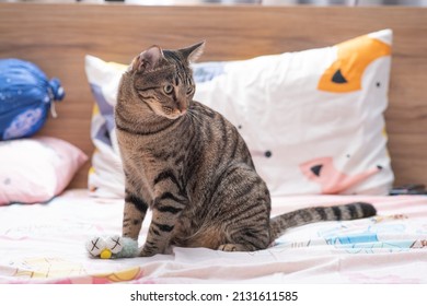 Tabby Cat Playing On Human Bed