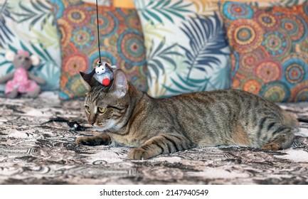 Tabby Cat Plays With A Toy Teaser On The Sofa.