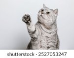 Tabby cat is raising his paw up, funny cat with raised paw, white background with copy space