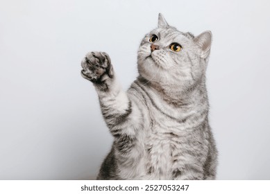 Tabby cat is raising his paw up, funny cat with raised paw, white background with copy space