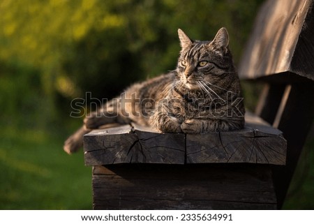 Tabby cat is relaxing on a wooden bench in the garden. Portrait of a european shorthair cat outdoors enjoying the sun.