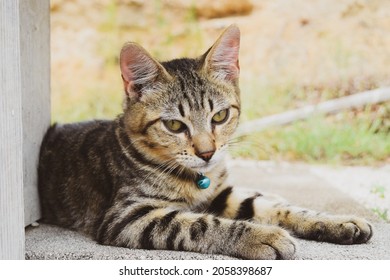 A Tabby Cat Relaxing Outside