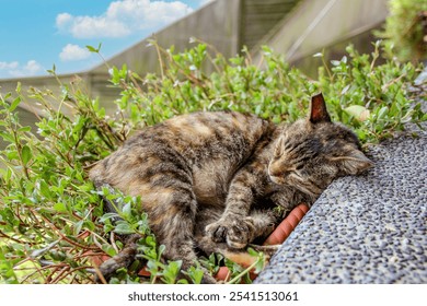 A tabby cat resting on a rock in a garden setting - Powered by Shutterstock