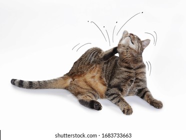 Chat Puce 6 579 Photos Et Images De Stock Shutterstock