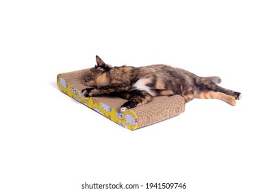 159 Cardboard Scratcher Toy Images Stock Photos Vectors Shutterstock