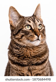Tabby cat with short hair. Isolate on white background - Shutterstock ID 1870684498