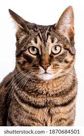 Tabby cat with short hair. Isolate on white background - Shutterstock ID 1870684501