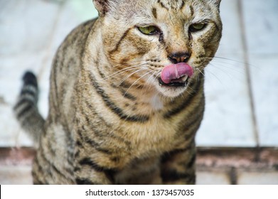 Tabby Cat Showing His Tounge