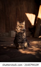 A Tabby Cat Sits Curious And Attentive In Front Of A Outdoor Wooden Background. The Sun Is Shining. Light And Shadow Play On The Cat. Sunlight Shines Funny In The Cat's Face.