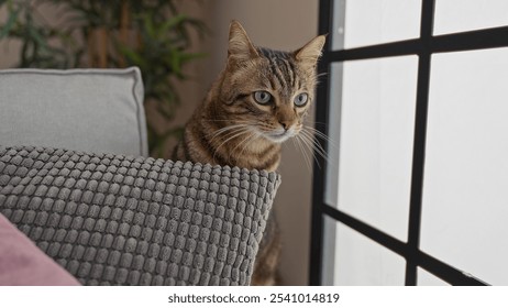 A tabby cat sits curiously next to a gray cushion looking out the window in a cozy indoor home setting. - Powered by Shutterstock