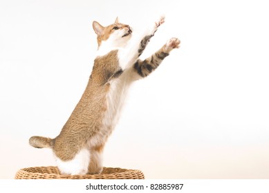 Tabby Cat Sits And Looks Forward On White Background