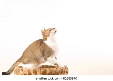 Tabby Cat Sits And Looks Forward On White Background