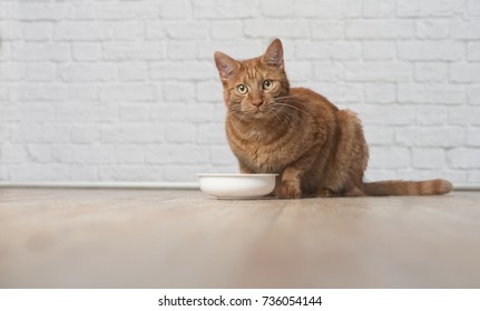 Tabby Cat Sitting Around A Food Bowl