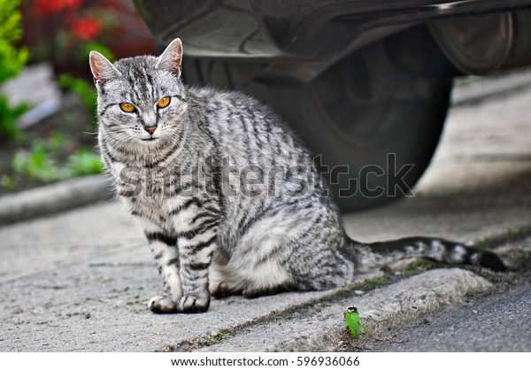 tabby cat sitting by the\
car