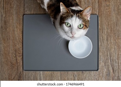 Tabby cat sitting in front of a emty food dish and looking to the camera. High angle view with copy space.