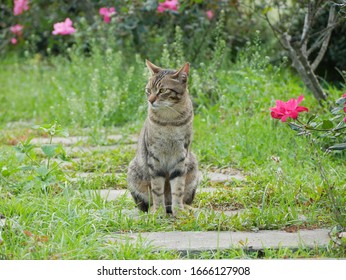 Tabby cat sitting in the garden.