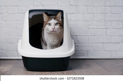 Tabby cat sitting in a litter box and look to the camera.