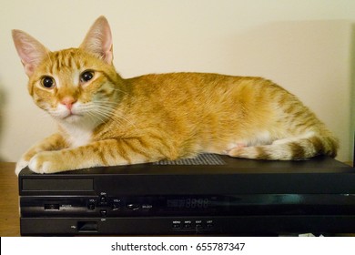 Tabby Cat Sitting On A Cable Box