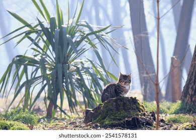 A tabby cat sitting on a moss-covered tree stump in a lush green forest. - Powered by Shutterstock