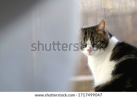 Tabby cat sitting on a window and looking outside. Selective focus.
