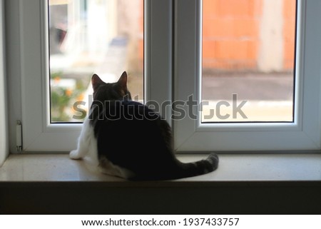 Tabby cat sitting on a window sill and looking outside. Selective focus.