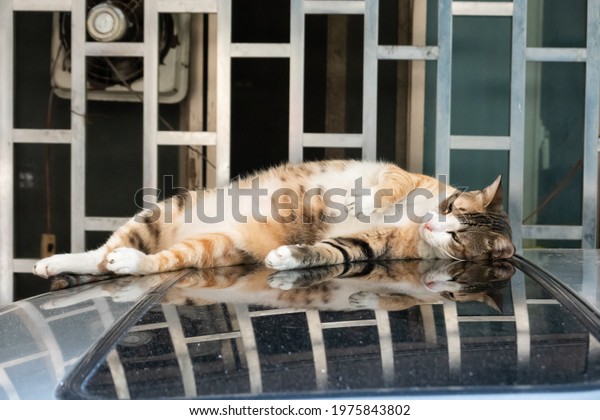 tabby cat\
sleep on the top of a car in the\
outside