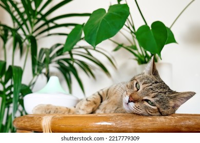 Tabby cat sleeping near home air humidifier or essential oil diffuser cleaning air and vaporizing steam up into the air. Ultrasonic technology. Taking care of health of children, plants and pets.