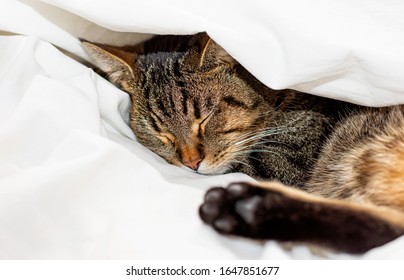 Tabby cat is sleeping on a white bed sheet. Selective focus. Close up.