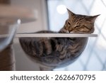 Tabby cat sleeping in a transparent bowl