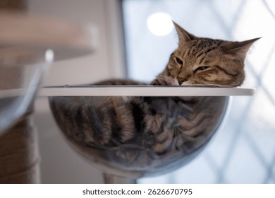 Tabby cat sleeping in a transparent bowl - Powered by Shutterstock - Get 15% off with code: PIKWIZARD15