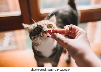 Tabby Cat Smelling A Red Glitter Heart Shaped Cardboard Near The Window. Pet Love And Domestic Animals Concept